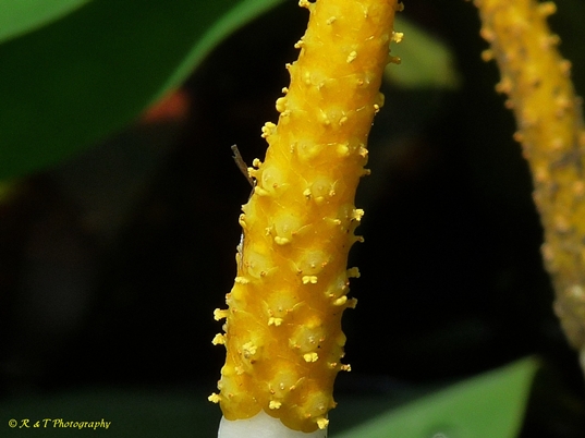 {Orontium aquaticum}